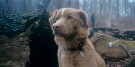 Good Boy (2025)