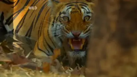 National Geographic - Wild India (2011)