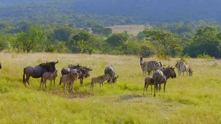 Smithsonian Earth - Africa's Wild Horizons: Series 1 (2017)