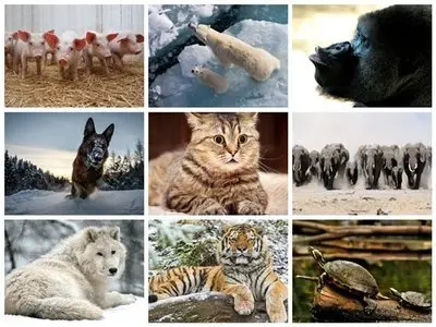 70 Wallpapers with Animals Set 2