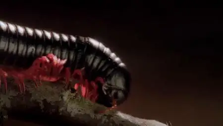 Micro Monsters with David Attenborough (2013)
