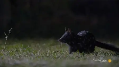 Smithsonian Channel - Tasmania: Curious Life of Quolls (2020)