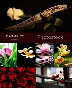 Stock Photo - Beautiful Flowers