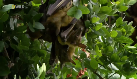 National Geographic - Wild Congo (2014)