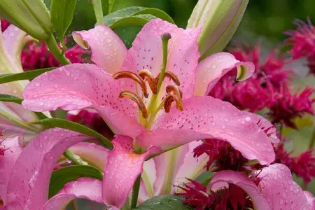 Lilies Widescreen Wallpapers