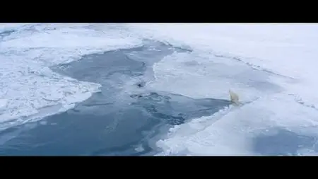 Polar Bear (2022)