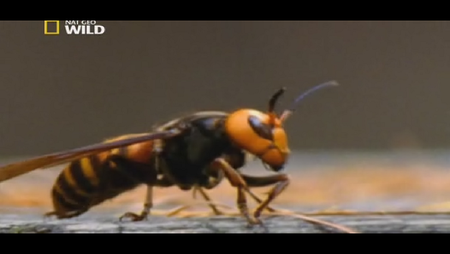 National Geographic - Wild Worlds: Creepiest Killers (2012)