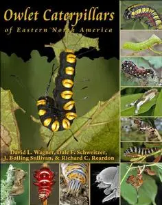 Owlet Caterpillars of Eastern North America (repost)