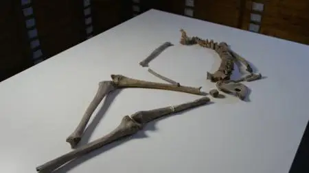 Smithsonian Ch. - Epic Warrior Women: Vikings (2020)