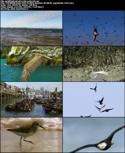 BBC: Earthflight S01E01