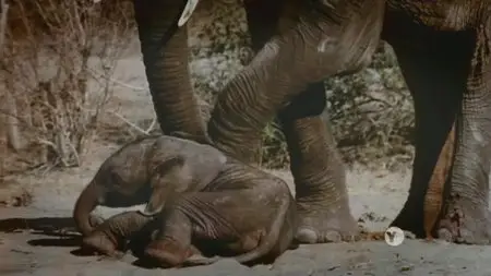 PBS - NATURE: Soul of the Elephant (2015)