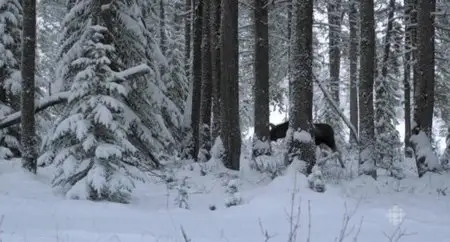 CBC The Nature of Things - Moose: A Year in the Life of a Twig (2015)