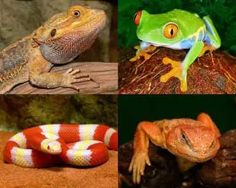 Reptilians Wallpapers Collection