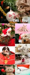 Stock Photo - Christmas Cats & Dogs