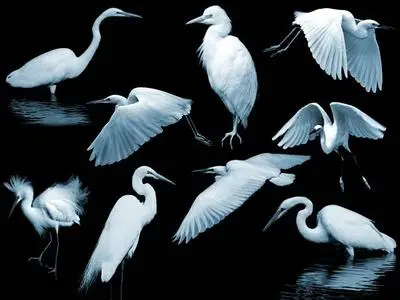 Egret brushes for Photoshop