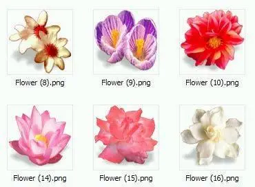 The collection of 35 flowers images in one set