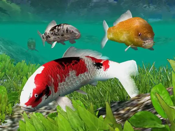 Koi Fish Pond 3D Screensaver Latest