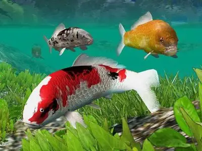 Koi Fish Pond 3D Screensaver Latest