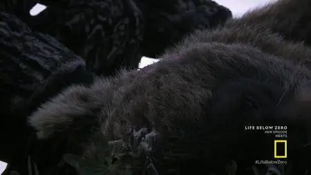 Life Below Zero S10E00