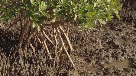 Water Life: Episode 14 - Salt Forests / Mundos de agua / Водная жизнь. Серия 14 - Солёные леса (2008)