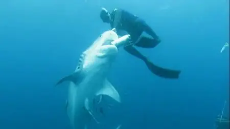 Discovery Channel - Shark Week (2009)