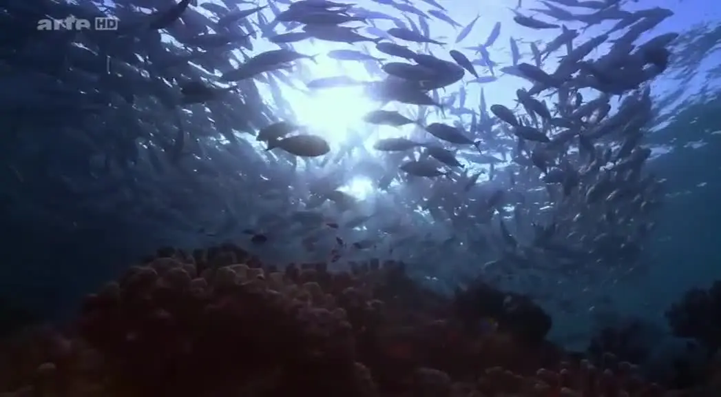 (Arte) Quand les océans deviennent acides (2014)