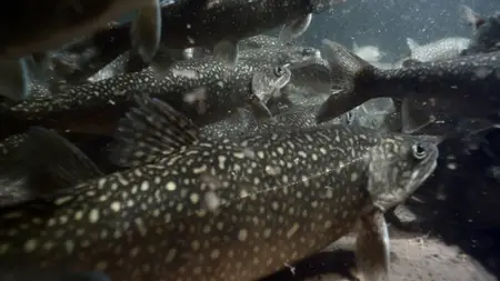 The Fish Thief: A Great Lakes Mystery (2025)