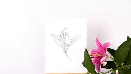 Botanical Illustration in Pen and Ink – Kew Online Course