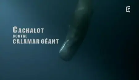 (Fr5) Cachalot contre calamar géant (2012)