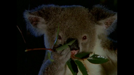 Australian Geographic - King Koala (1996)