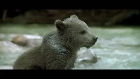 L'Orso (1988)