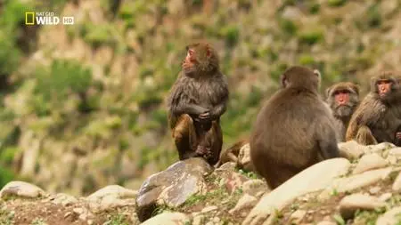 NG. - China’s Wild Side: Tibet's Animal Kingdom (2018)