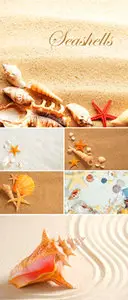 Stock Photo - Seashells
