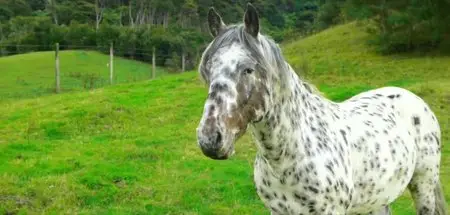 BBC - Secret Horse: Quest for the True Appaloosa (2015)