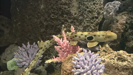 HDScape: Exotic Saltwater Aquarium / HD Окно: Экзотический Морской Аквариум (2006)