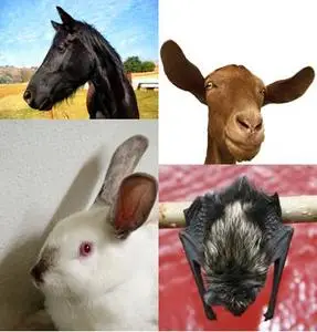 Mammals Collection
