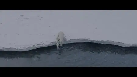 Polar Bear (2022)