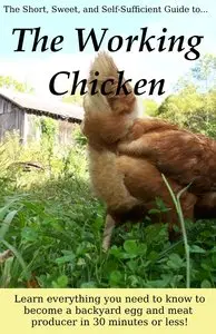 The Working Chicken