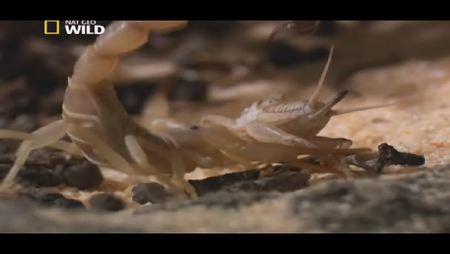 National Geographic - Wild Worlds: Creepiest Killers (2012)