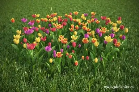 3DMentor – HD Flowers vol. 2: Tulips