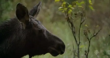 CBC The Nature of Things - Moose: A Year in the Life of a Twig (2015)