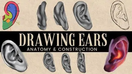 Drawing Ears At Any Angle - Anatomy to Improve Your Art