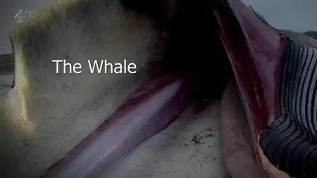 Ch4 Inside Natures Giants - Whale (2009)