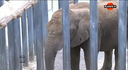 (Planète) Le zoo de Beauval, tout un monde (2014)