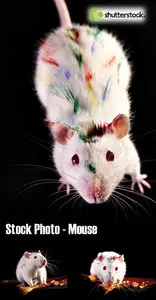 Stock Photo - Mouse