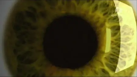 The Body Machine / Машина тела (2008)