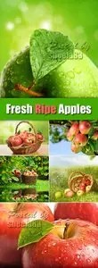 Stock Photo - Fresh Ripe Apples
