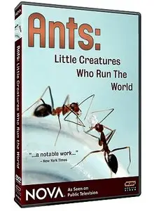 PBS NOVA - Ants: Little Creatures Who Run the World (2007)