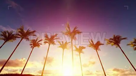 MA - Sunrise Blazing Over Palms 93536