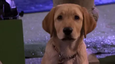 Marley & Me: The Puppy Years (2011)